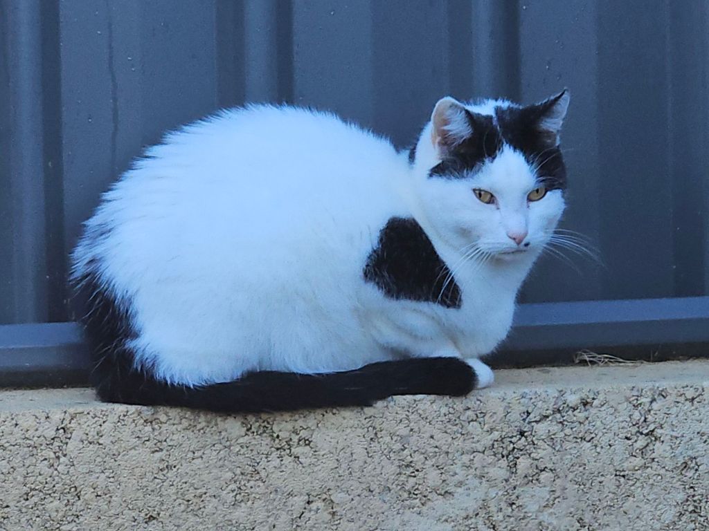 20250118_0621467555721199824917443